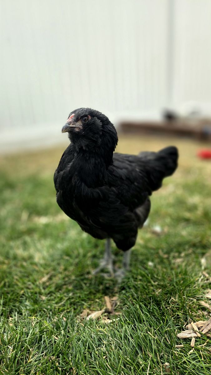 F4 Olive Egger Pullets