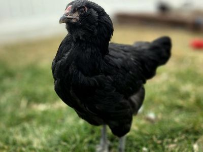 F4 Olive Egger Pullets