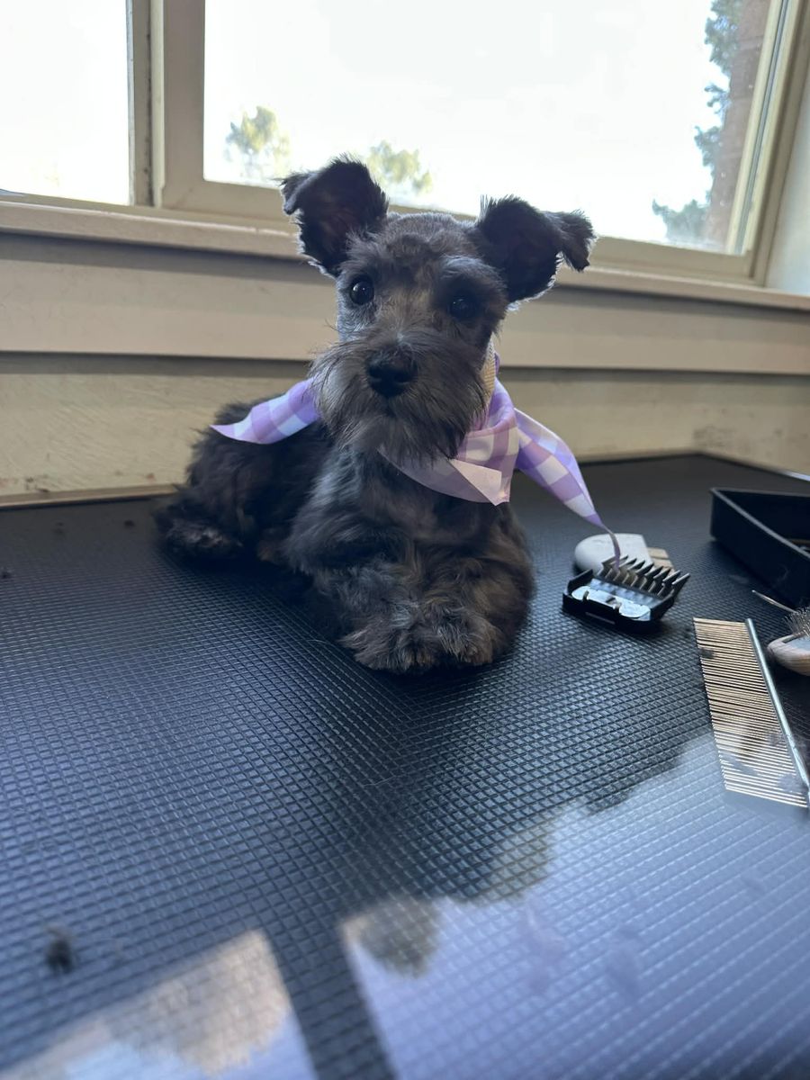 Tiny female mini schnauzer