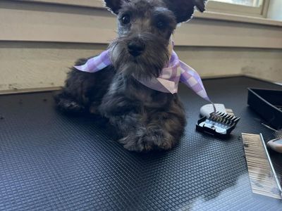 Tiny female mini schnauzer