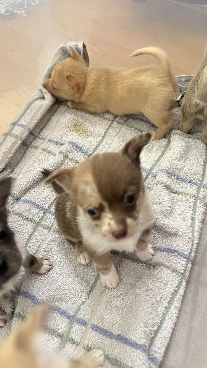 Pomchi Puppies – 2nd Gen – Born Jan 22 – Ready Mid March