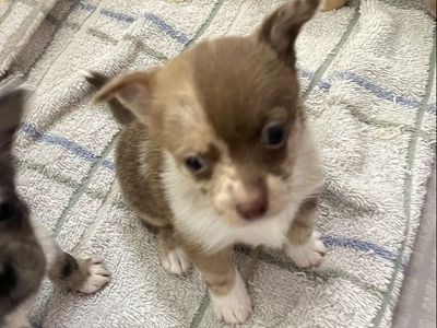 Pomchi Puppies – 2nd Gen – Born Jan 22 – Ready Mid March