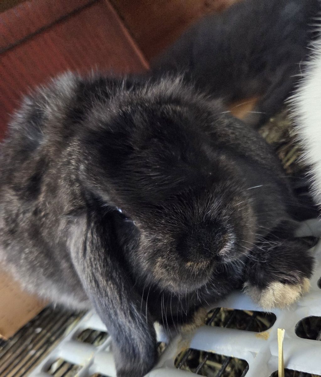 Pet or Show Mini Lop Baby Bunny Rabbits