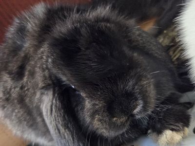 Pet or Show Mini Lop Baby Bunny Rabbits