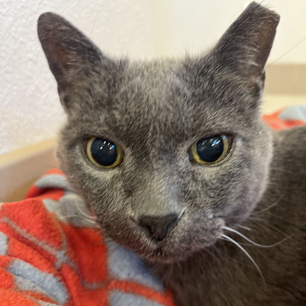 Hello my name is Ace