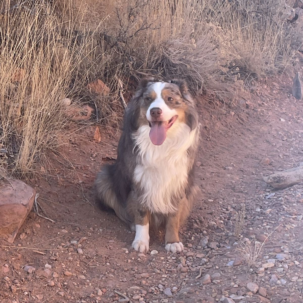 Australian Shepard at Stud