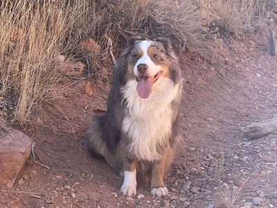 Australian Shepard at Stud