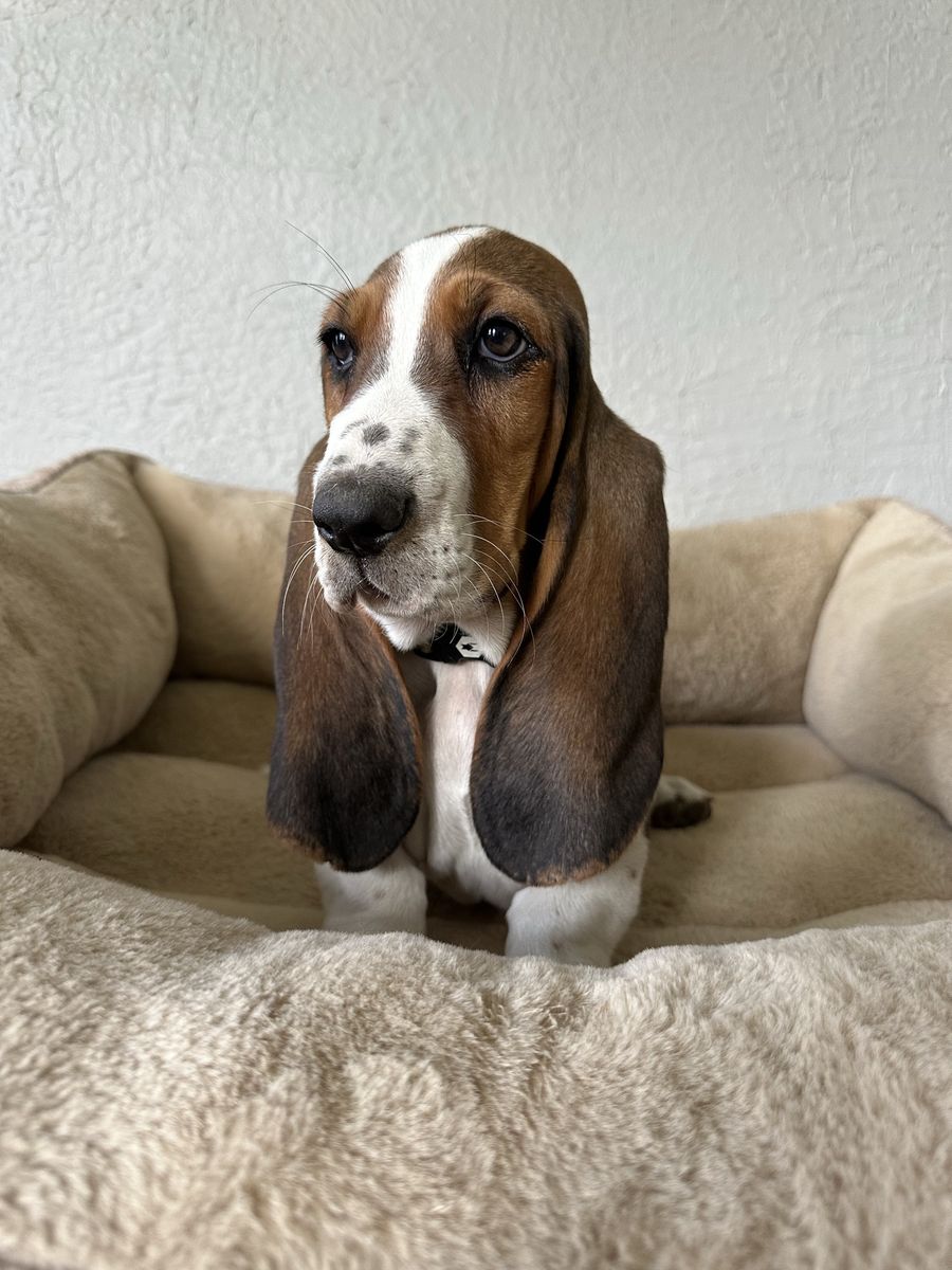4 More Cutest Basset Hound puppies