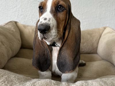 4 More Cutest Basset Hound puppies