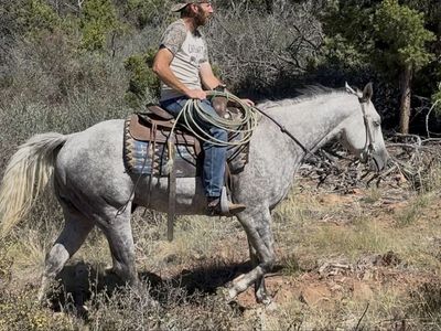 Real cool 6 yr old gelding!
