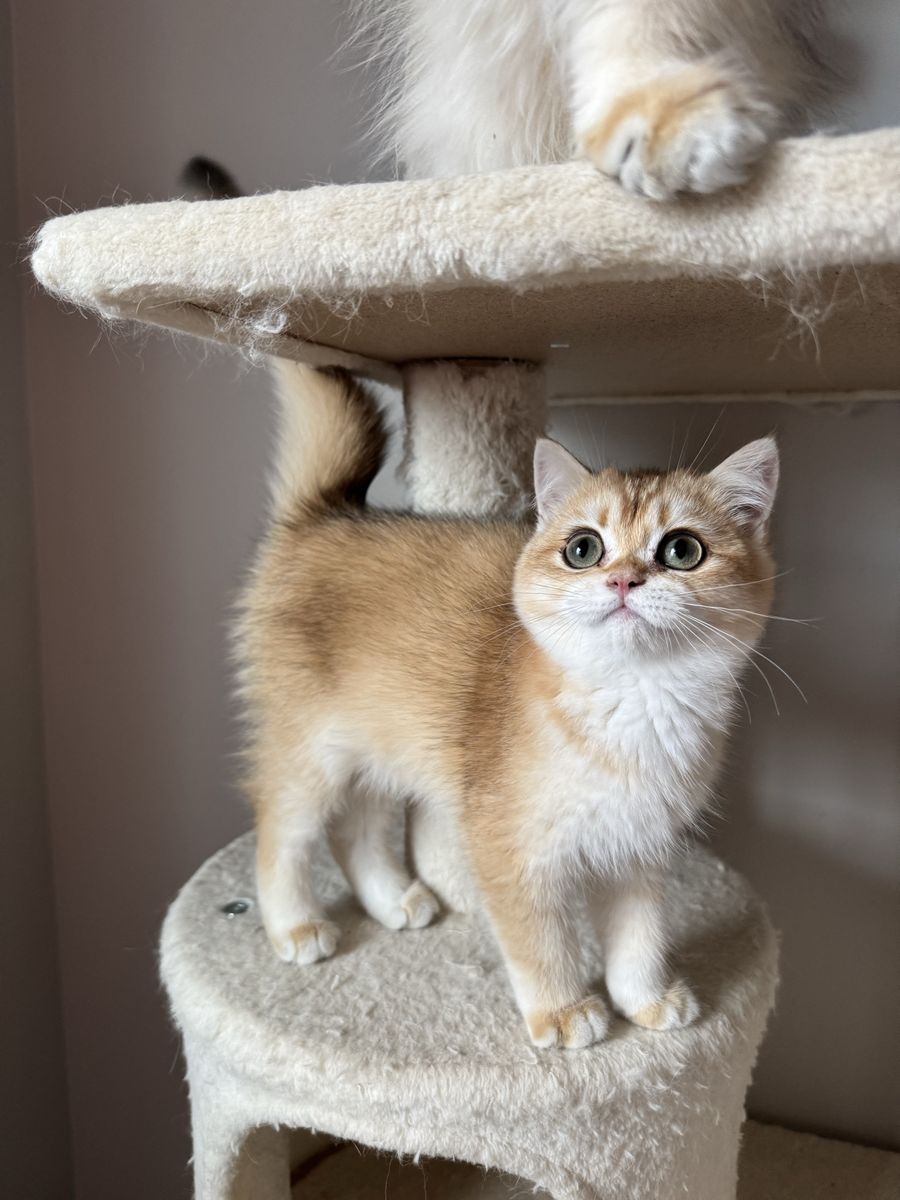 Adorable British Shorthair/longhair Golden Shaded Kitten - Male/Female Playful, and Ready for a New Home