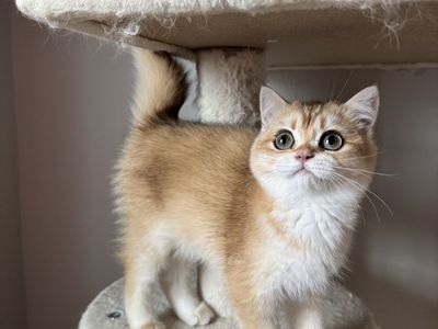 Adorable British Shorthair/longhair Golden Shaded Kitten - Male/Female Playful, and Ready for a New Home