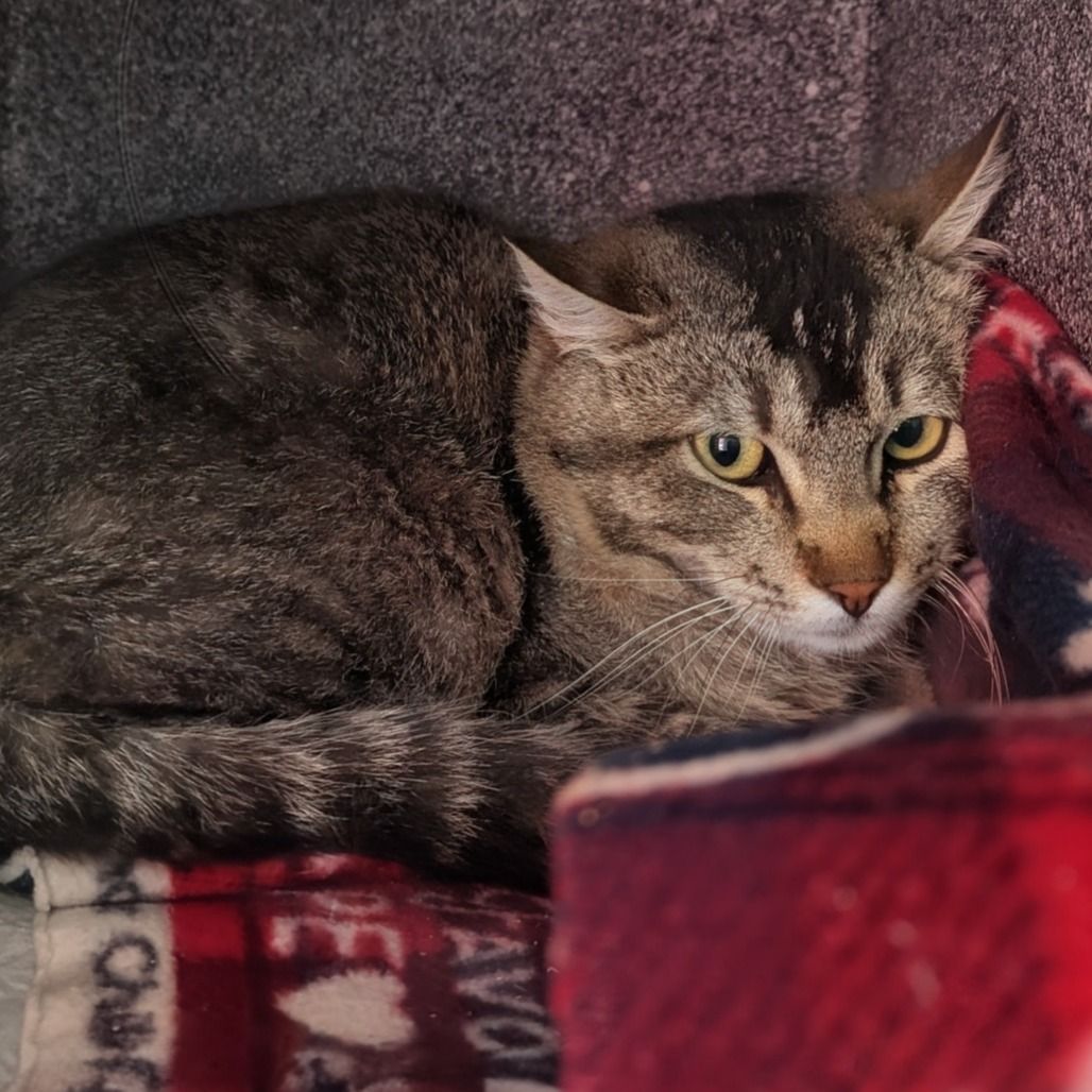 Hello my name is Chickpea