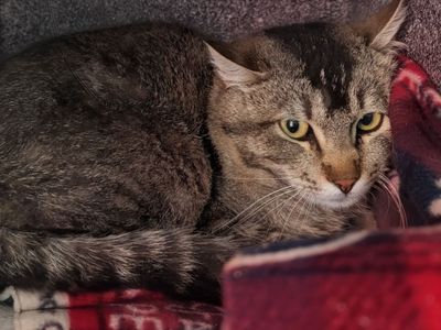 Hello my name is Chickpea