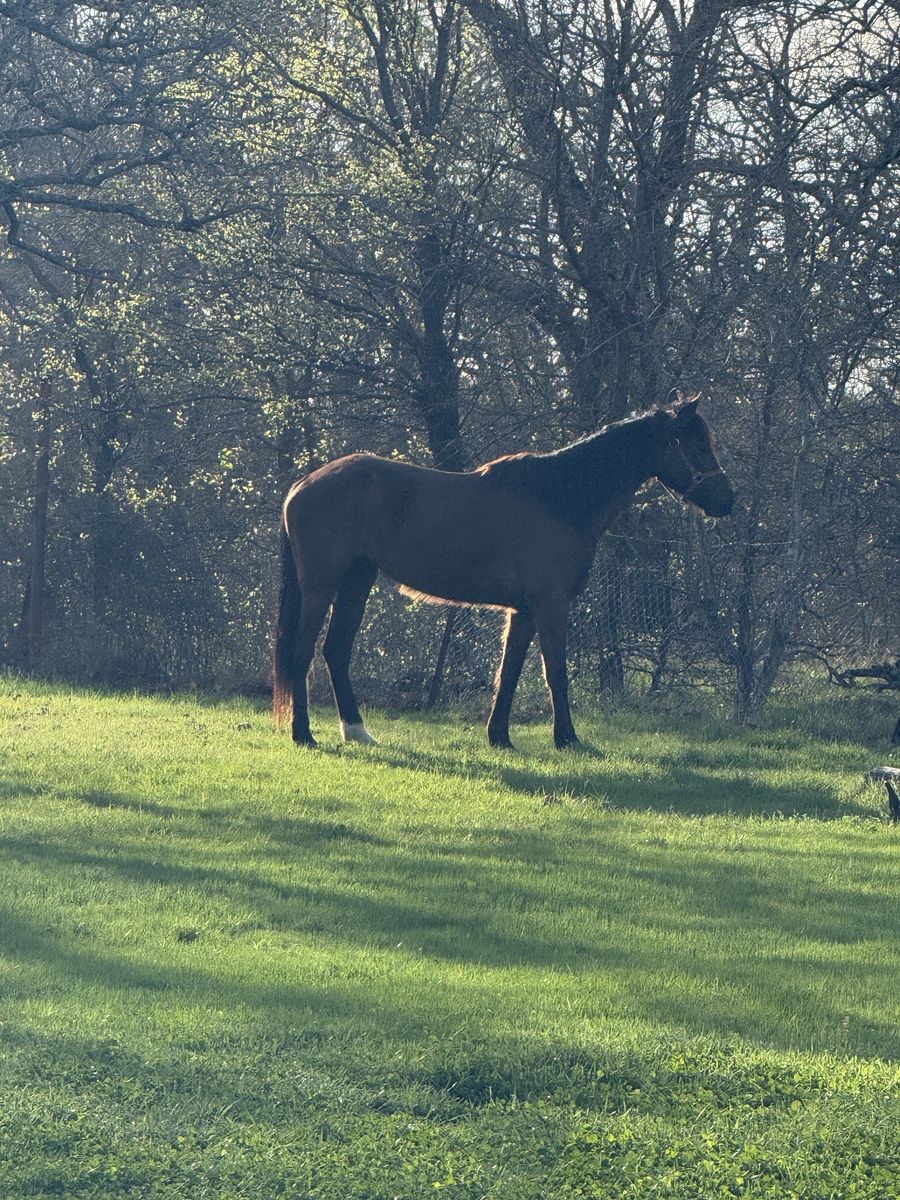 15.2hh - 4 Year Old Friesian x Morgan Gelding