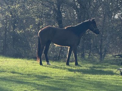 15.2hh - 4 Year Old Friesian x Morgan Gelding