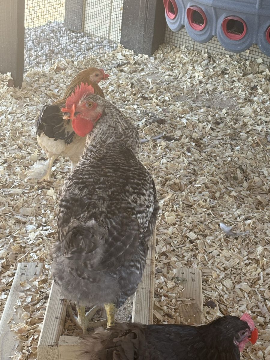 Free rooster!!