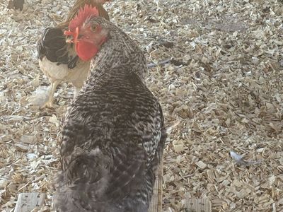 Free rooster!!