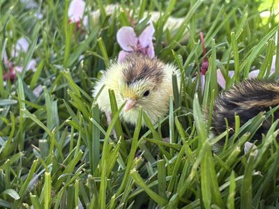 Baby Button Quail Chicks