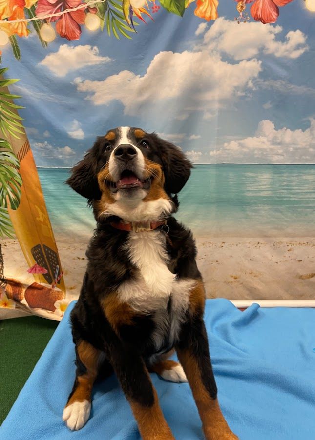 Bernese Mountain Dog Female Puppy - 5 Months