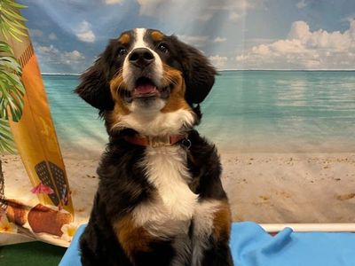 Bernese Mountain Dog Female Puppy - 5 Months