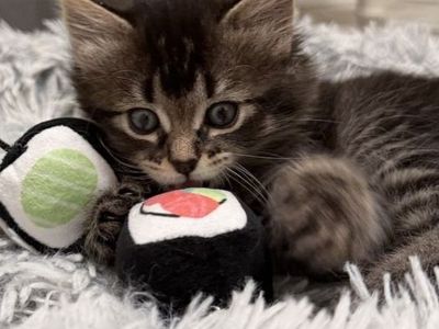 Indoor Beautiful Kittens (1 male left & 1 female left Litter box trained)
