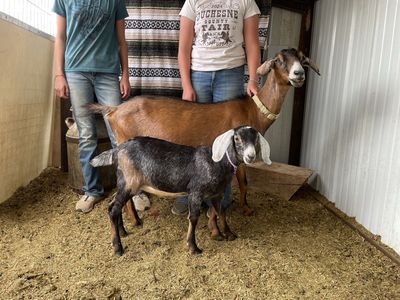 Nubian Doe with/without baby: pending sold
