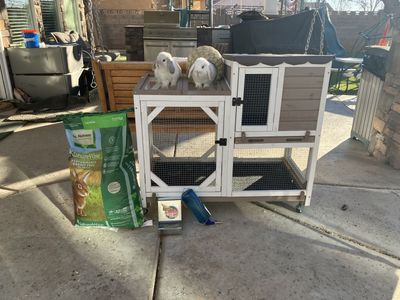 Rabbits and supplies