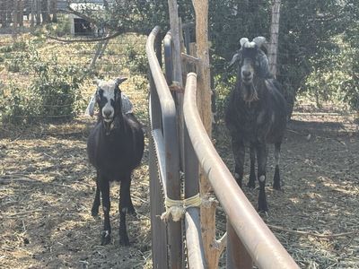 THIS IS YOUR BILLY GOAT!