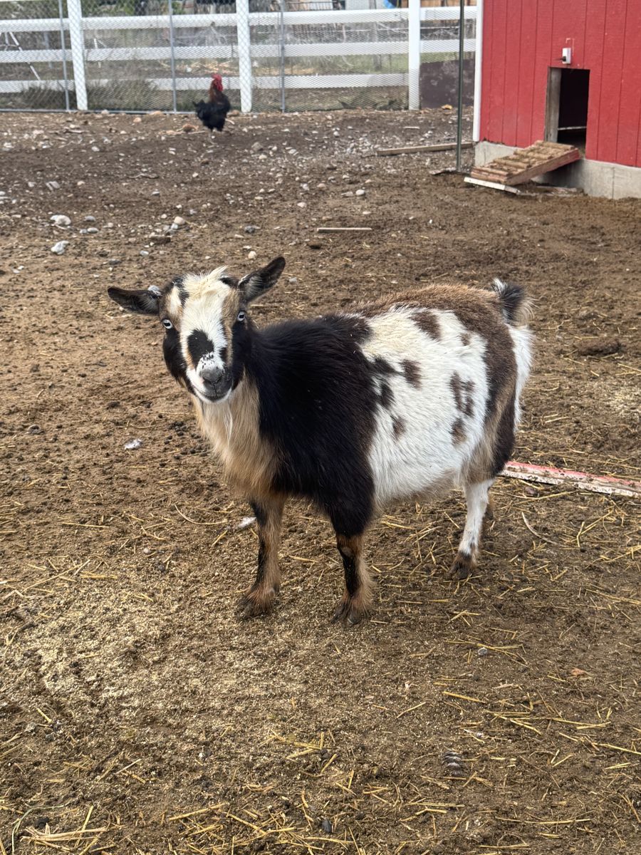 Experienced Nigerian dwarf mothers