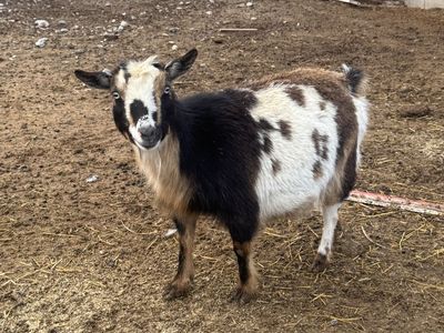 Experienced Nigerian dwarf mothers