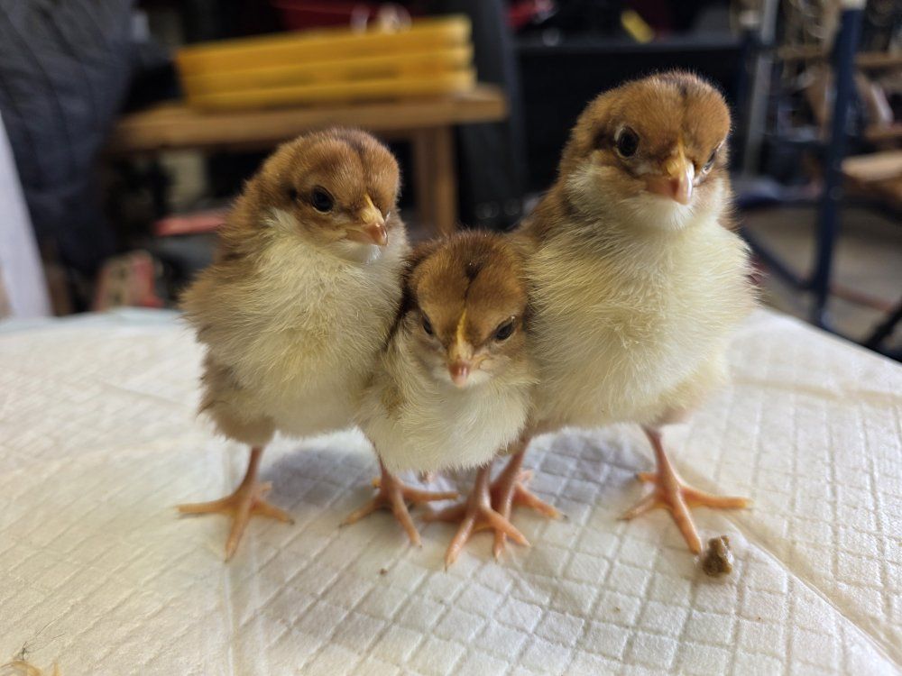 speckled Sussex chicks