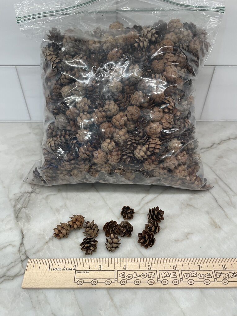 Pine Cones, Magnolia Cones