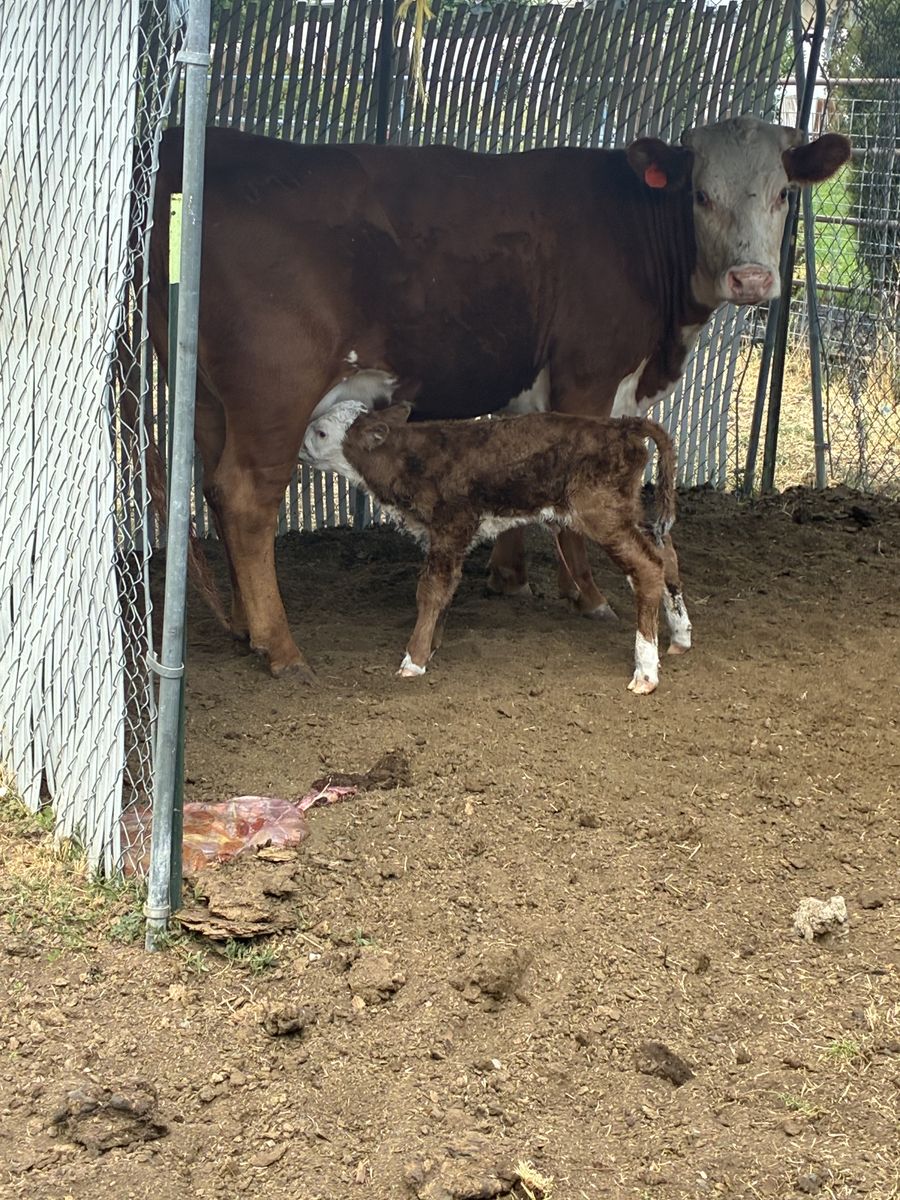 Two pairs for sale.  1st time heifers