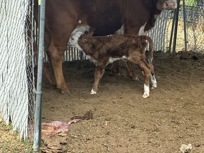 Two pairs for sale. 1st time heifers