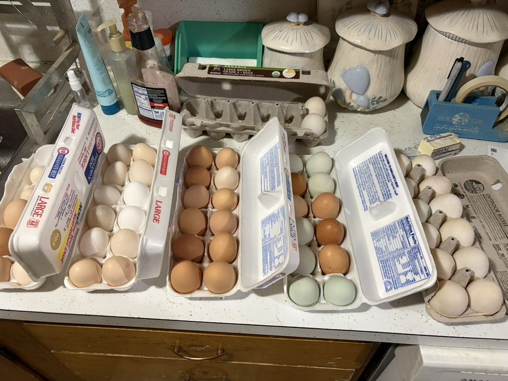 Fresh Farm Eggs