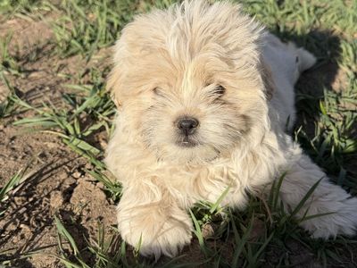 Female Shih Tzu Puppies