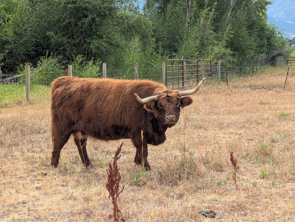 Full size open highland cow 