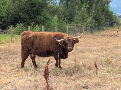 Full size open highland cow