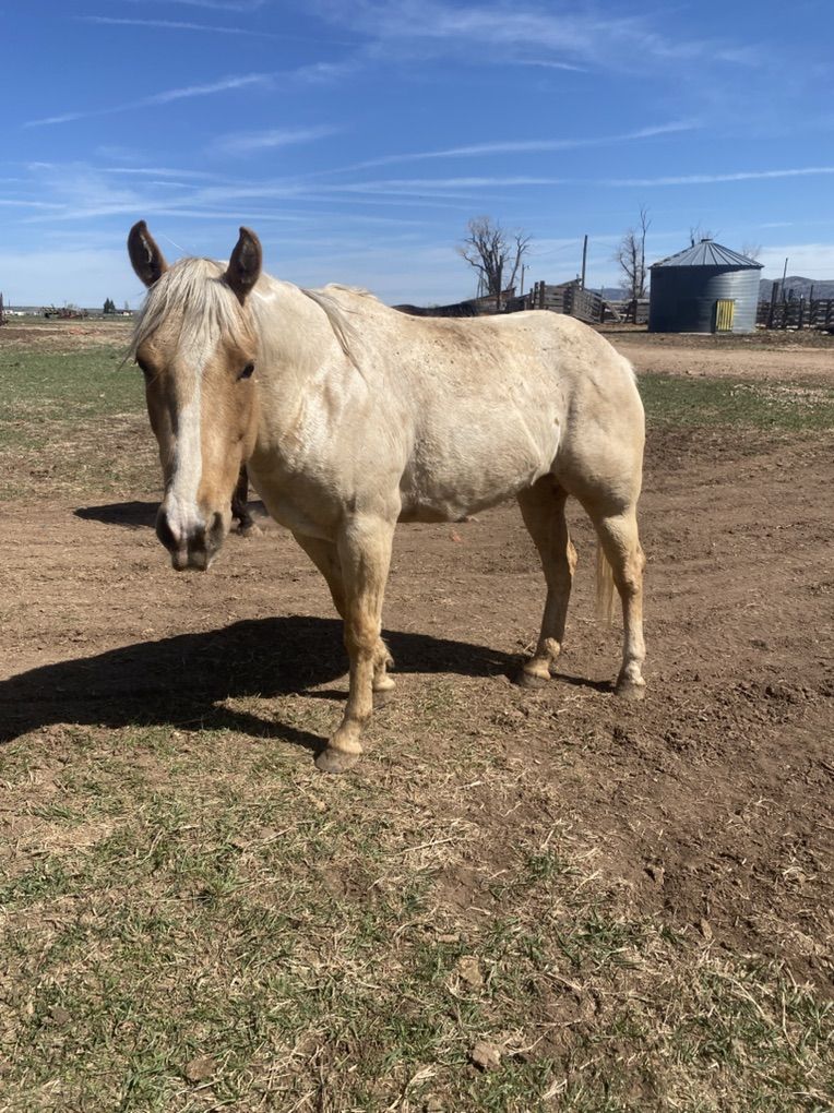 4 Year Old Grade Mare