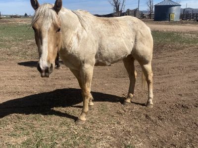 4 Year Old Grade Mare