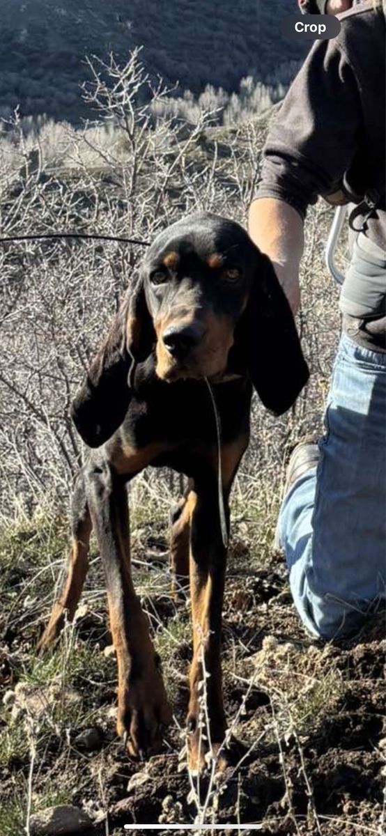 Black and tan hound