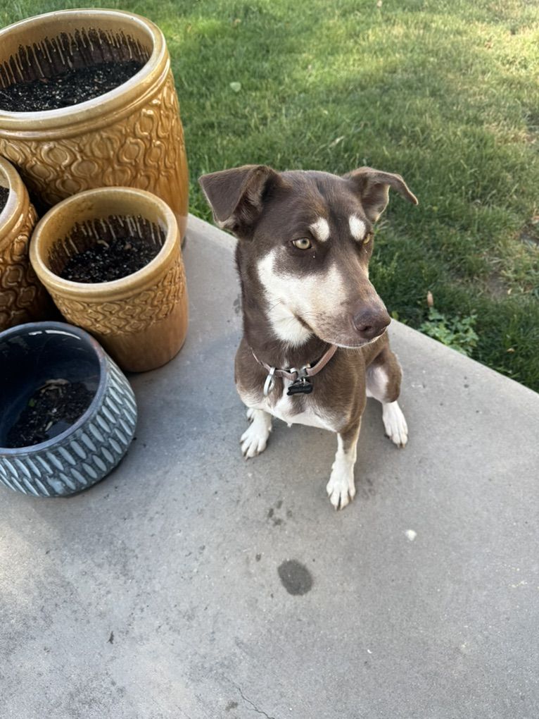 Husky/Australian Kepi