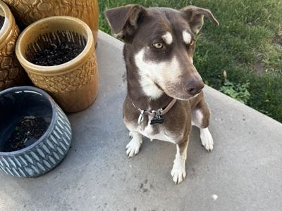 Husky/Australian Kepi