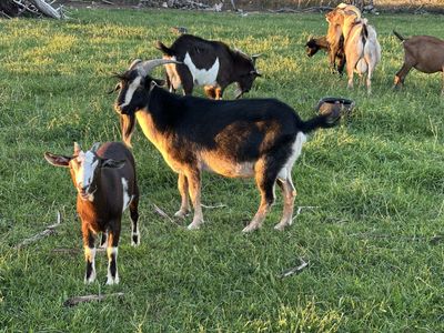 Kiko Goats