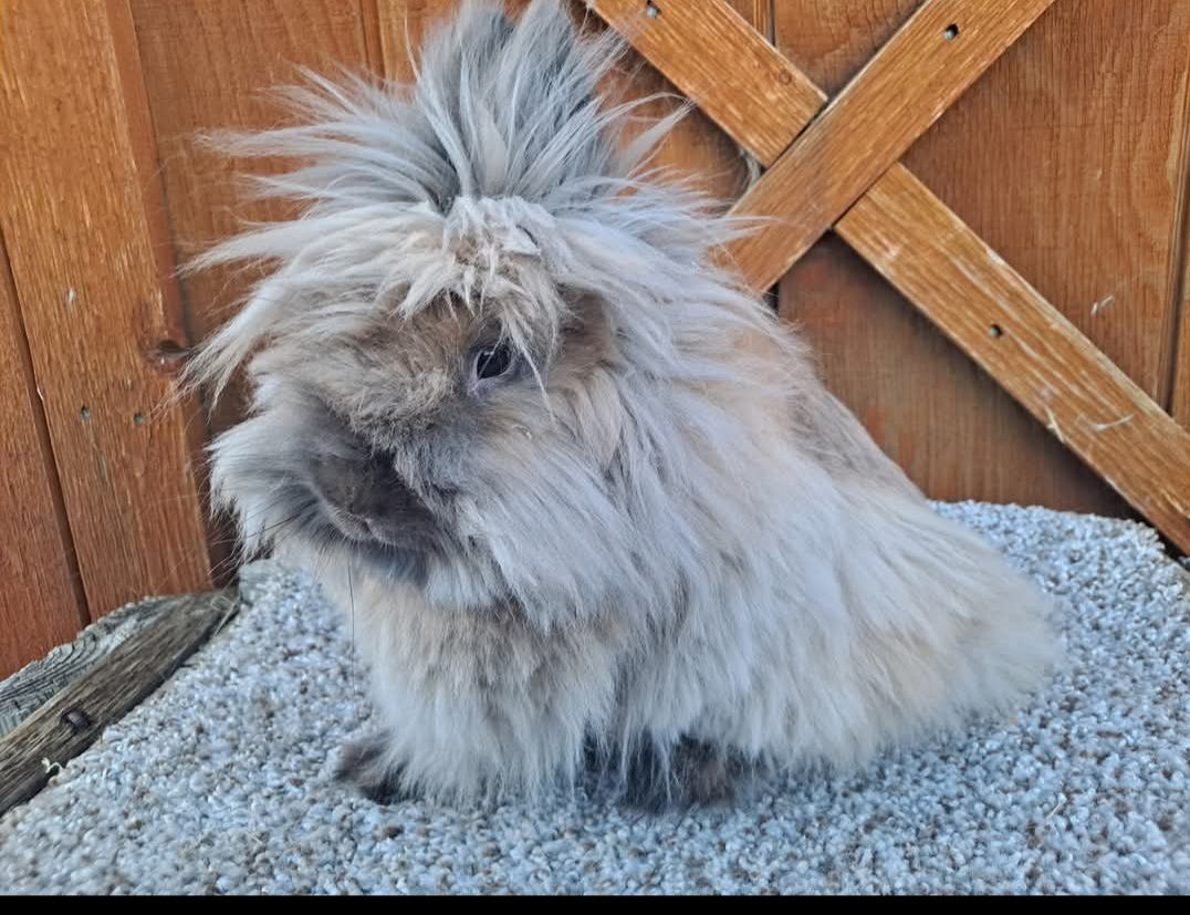 Lionhead Doe