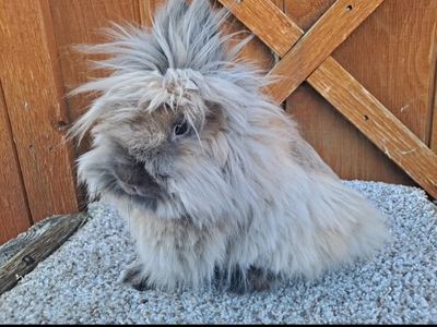 Lionhead Doe
