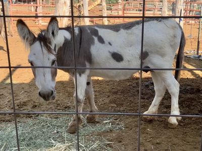 Mini donkeys
