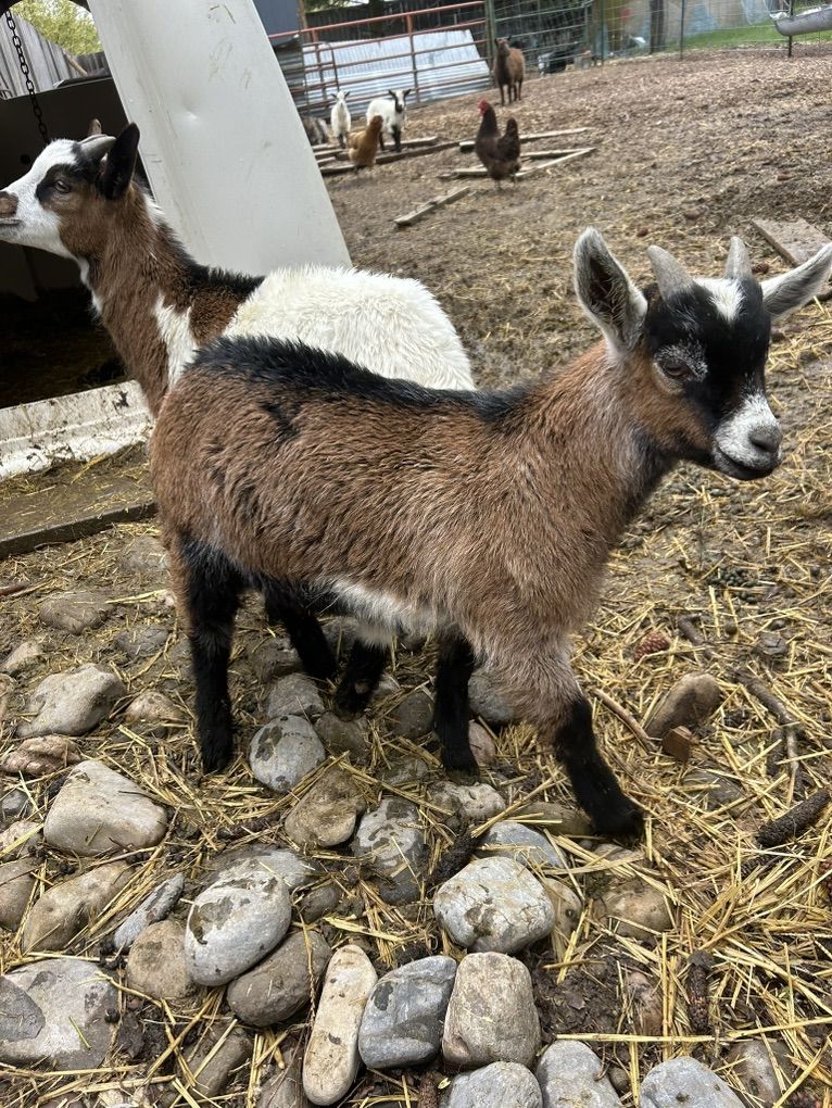 Baby Fainting Oberhasli Goats