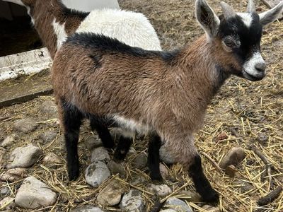 Baby Fainting Oberhasli Goats